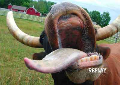 crazy_cow.jpg